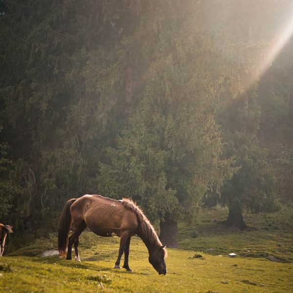 Escursioni a cavallo Riva del Garda Hotel Campagnola